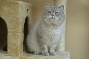 BRITISH SHORTHAIR 021